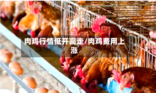 肉鸡行情低开高走/肉鸡费用上涨-第2张图片