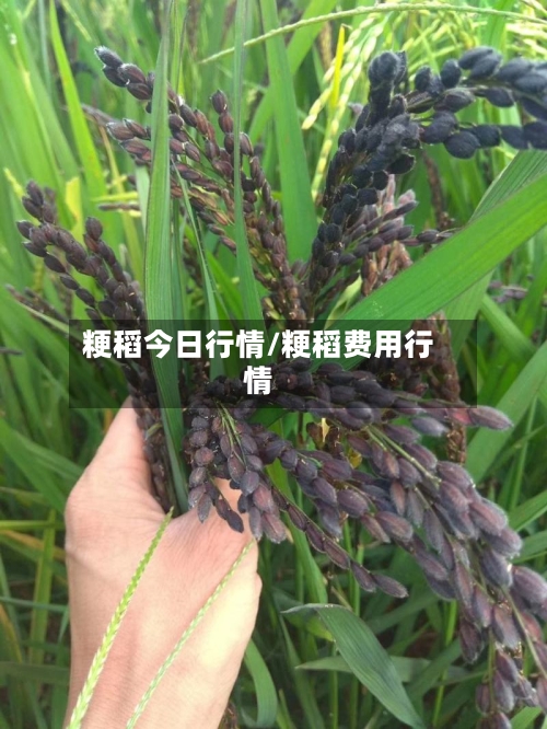 粳稻今日行情/粳稻费用行情