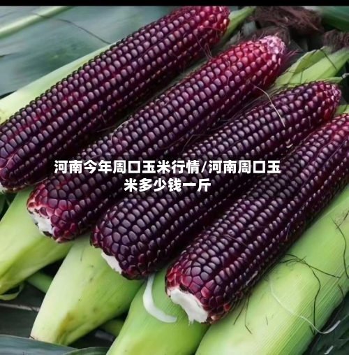 河南今年周口玉米行情/河南周口玉米多少钱一斤-第3张图片