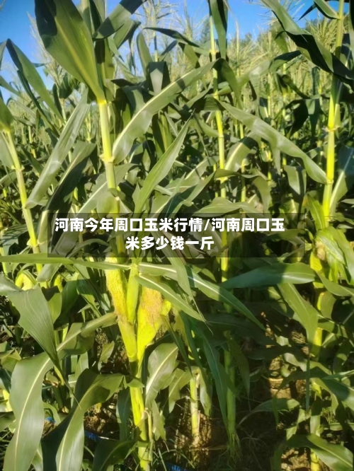 河南今年周口玉米行情/河南周口玉米多少钱一斤-第2张图片