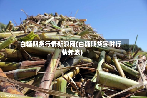 白糖期货行情新浪网(白糖期货实时行情新浪)