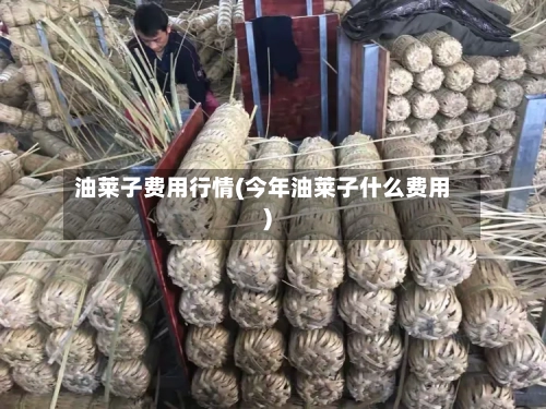 油莱子费用行情(今年油莱子什么费用)-第3张图片