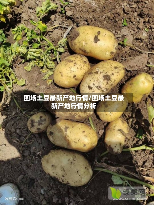 围场土豆最新产地行情/围场土豆最新产地行情分析-第2张图片