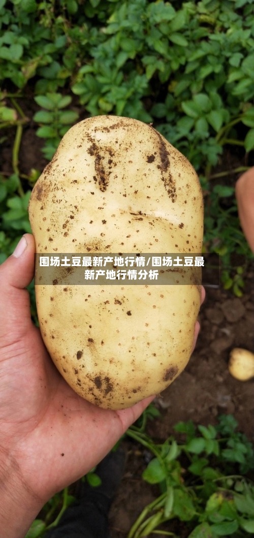 围场土豆最新产地行情/围场土豆最新产地行情分析