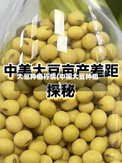大豆种植行情(中国大豆种植)-第2张图片