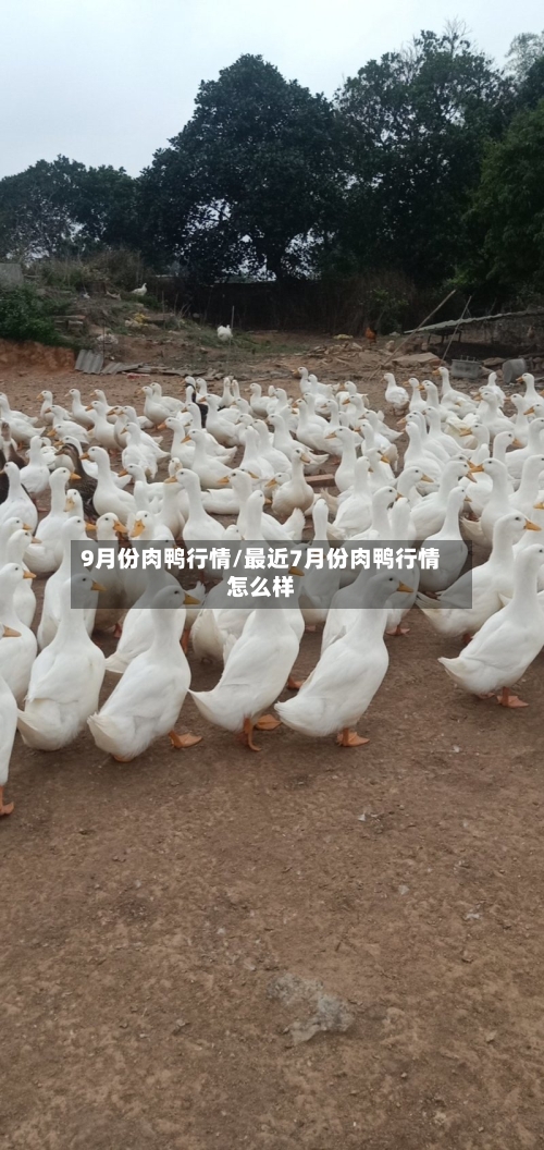9月份肉鸭行情/最近7月份肉鸭行情怎么样-第2张图片