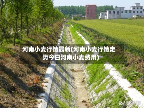 河南小麦行情最新(河南小麦行情走势今日河南小麦费用)-第2张图片
